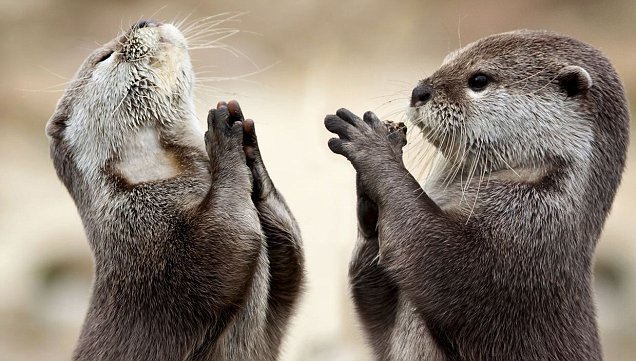 Praying Otters | Nature | Dear Doodle